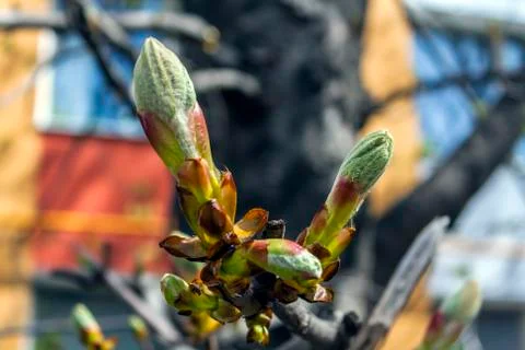 First spring buds on a tree Stock Photos