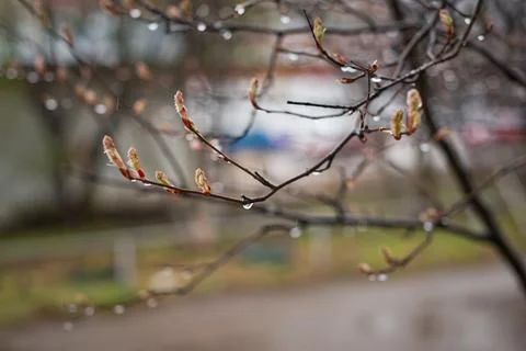 The first spring buds on the trees 2940. Stock Photos