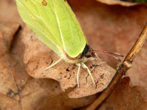 First spring butterflies Stock Photos