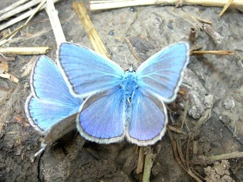 First spring colors of the forest Stock Photos
