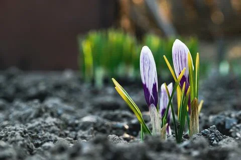 The first spring crocus flower is white and purple. Stock Photos