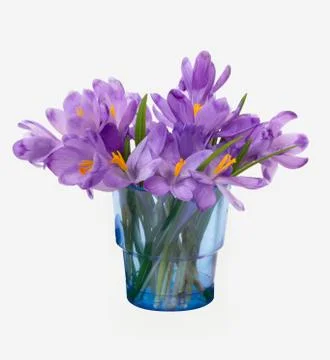 First spring crocus flowers. Stock Photos