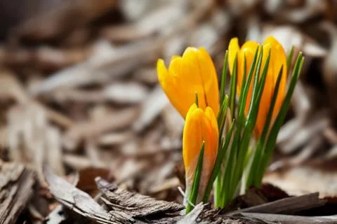First spring crocus Stock Photos