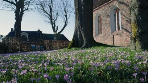 First spring crocuses blooming in a churchyard Vídeos de archivo 331188789