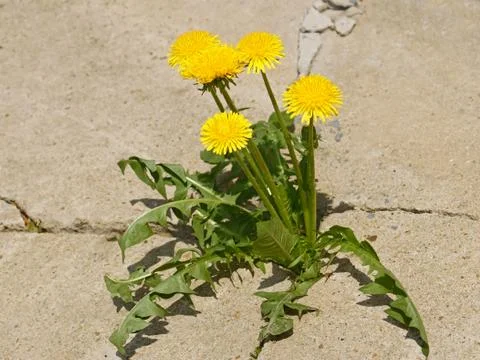 First spring dandelion flowers Stock Photos