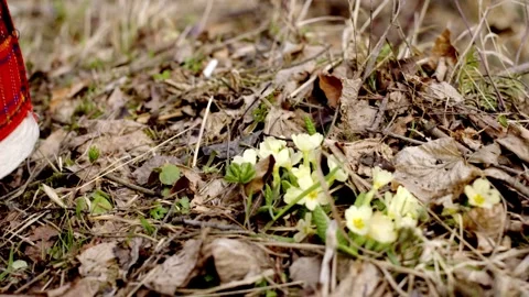 First spring flower after winter, woman hand pet flowers Stock Footage 252071125