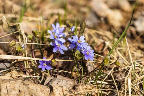 First spring flower, blue wildflower or Hepatica Nobilis blooming in early 库存照片