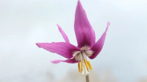 First spring flower erythronium Stock Footage 68899551