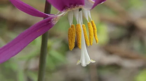 First spring flower erythronium Stock Footage 68899561