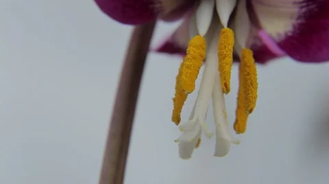 First spring flower erythronium Video stock 68899569