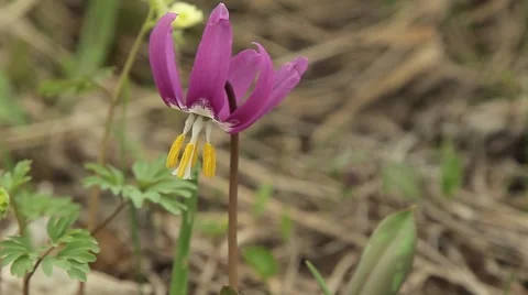First spring flower erythronium Stock Footage 68899576