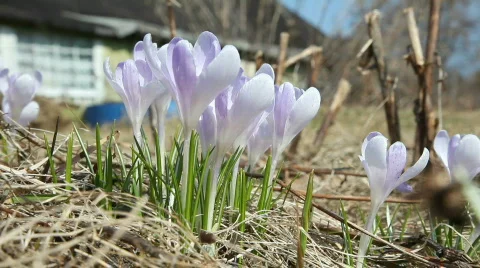 First spring flower in  garden - white crocus Stock-Footage 683998