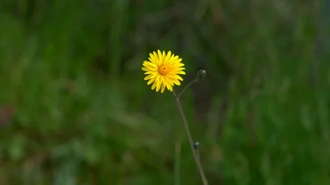 First spring flower in a green meadow. Dandelion blooms in spring. Video stock 125642628