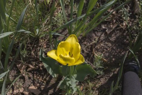 First spring flower. Stock Photos