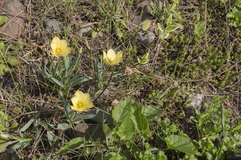 First spring flower. Stock Photos