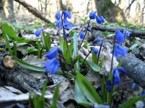 First spring flower. Scilla Foto stock