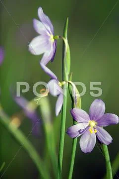 First spring flower - scilla siberica Stock Photos