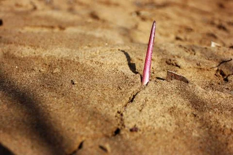 First spring flower shoot breaking through the sand of a river bank Stock Photos