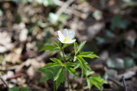 The first spring flower white anemone in the forest, blurred background Stock Photos