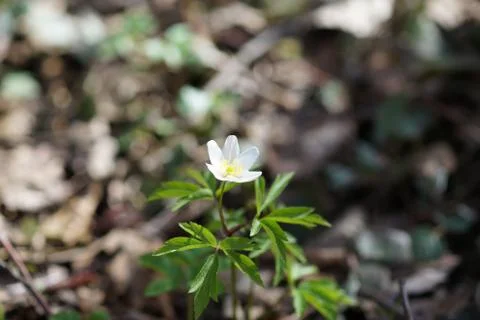The first spring flower white anemone in the forest, blurred background Stock Photos