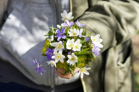 The first spring flower white anemone in the forest, blurred background Stock Photos