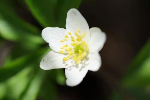 The first spring flower white anemone in the forest, blurred background Stock Photos