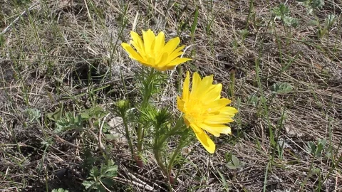The first spring flowers adonis yellow in the wind in the meadow Stock-Footage 130026850