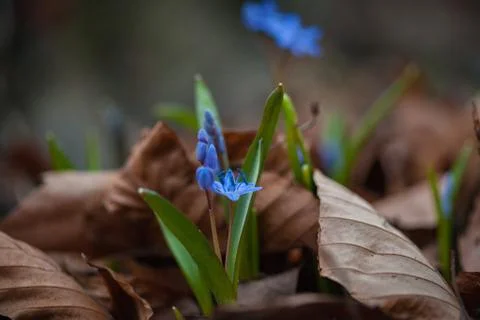 First spring flowers - Alpine Squill (Scilla bifolia) Stock Photos