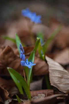 First spring flowers - Alpine Squill (Scilla bifolia) Stock Photos
