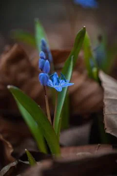First spring flowers - Alpine Squill (Scilla bifolia) Stock Photos