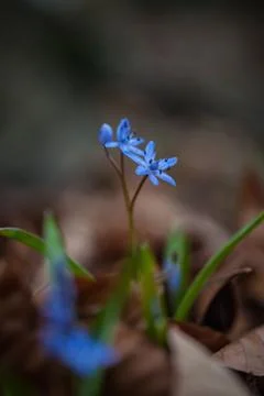 First spring flowers - Alpine Squill (Scilla bifolia) Stock Photos