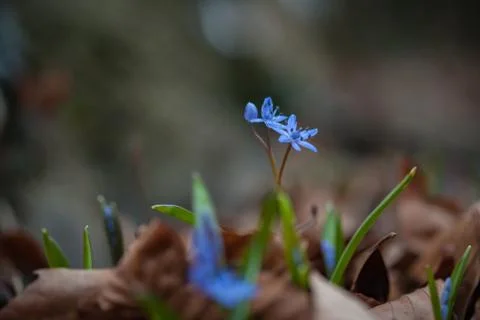 First spring flowers - Alpine Squill (Scilla bifolia) Stock Photos