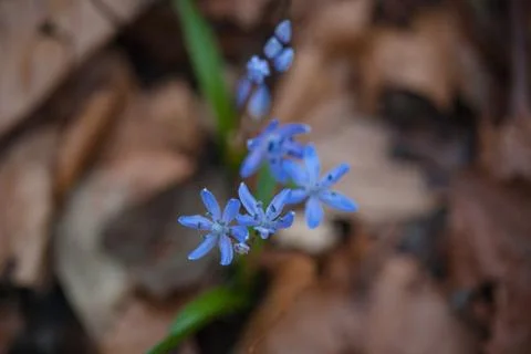 First spring flowers - Alpine Squill (Scilla bifolia) Stock Photos