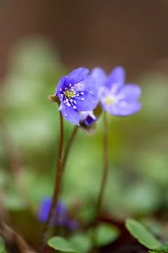 First spring flowers, Anemone hepatica close up. Floral spring background. Stock Photos
