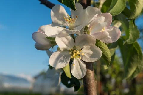 First spring flowers of a apple tree with blue sky. Macro photo, flowers of Stock Photos