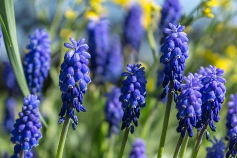 First spring flowers in April Stock Photos