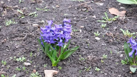 The first spring flowers are blue Stock Footage 237709677