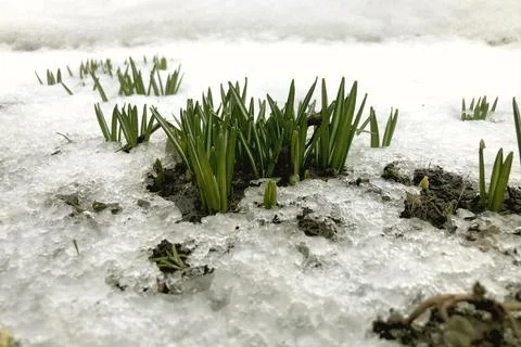 The first spring flowers are crocuses in the snow. Greenery and snow Stock Photos