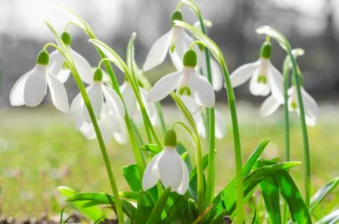 First spring flowers backlit snowdrops on sunshine Alpine glade Stock Photos
