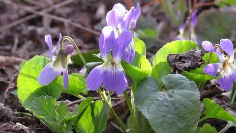 First spring flowers beautiful blue violet Stock Footage 152376147