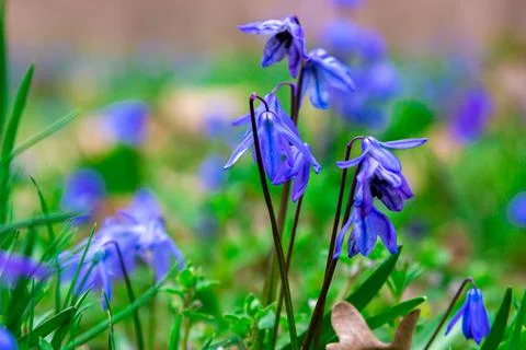 First spring flowers. Beautiful blue flower. Stock Photos