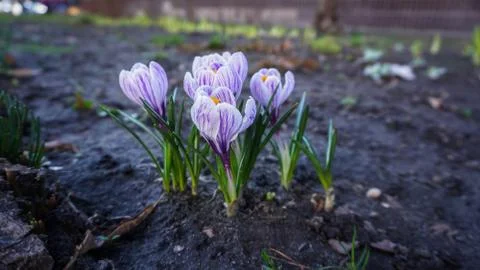 The first spring flowers on black ground Stock Photos