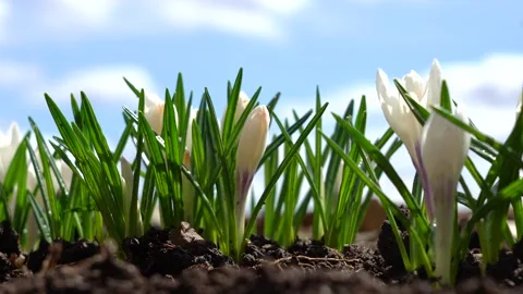 The first spring flowers bloom in the garden against a blue sky. White crocuses Stock Footage 142875824