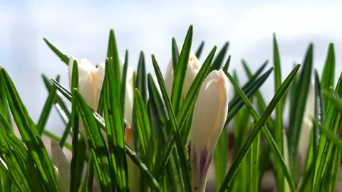 The first spring flowers bloom in the garden against a blue sky. White crocuses Stock Footage 142882036