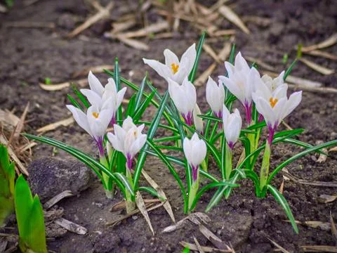The first spring flowers bloom in the sun. Warm sunny day Stock-Fotos
