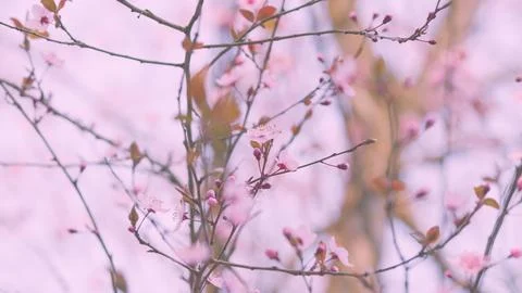 First Spring Flowers Bloom On Trees. Plums Are Blooming In Park. Floral Stock Photos
