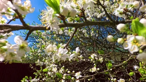 First spring flowers bloom under the rays of the first spring sun Stock Footage 274882435