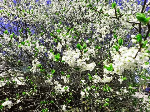 First spring flowers bloom under the rays of the first spring sun Stock Photos