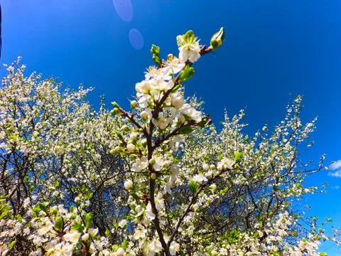 First spring flowers bloom under the rays of the first spring sun Foto stock