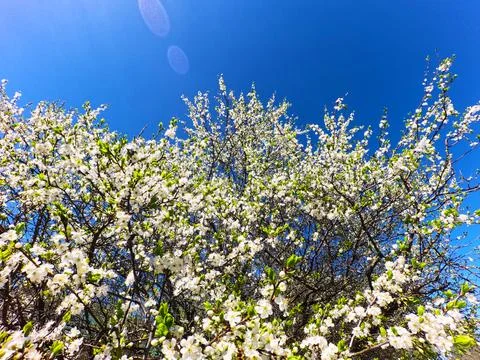First spring flowers bloom under the blue sky and spring sun Stock Photos